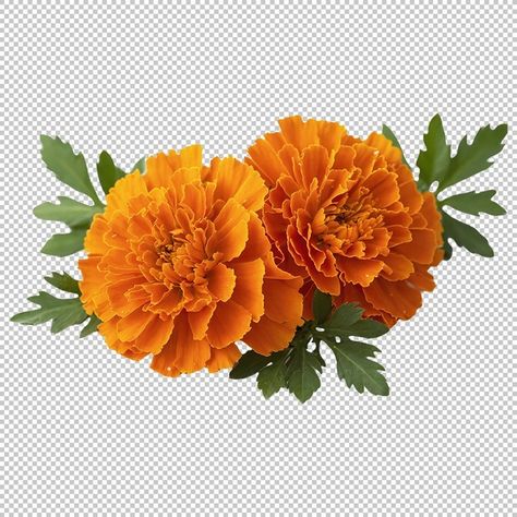 Flower Png Transparent, Edit Tools, Sun Tattoos, Flash Tattoos, Marigold Flower, Night Messages, Max On, Clip Arts, Good Night Messages