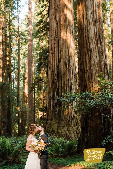 Want to know the best part about planning a Redwood wedding in California? Because this national park is made up of multiple state and national parks, there are tonsss of redwood wedding venues for you to choose from. While these places are all incredible, we especially love the trails in and around Jedediah Smith Redwoods State Park. Visit the blog to learn more about planning a redwood wedding and see our top redwood wedding venues in this beautiful national park! Redwood Wedding California, Jedediah Smith Redwoods State Park, Redwood Forest Wedding, Redwood Wedding, Airbnb Wedding, Wedding In California, Redwood National Park, How To Elope, National Park Elopement