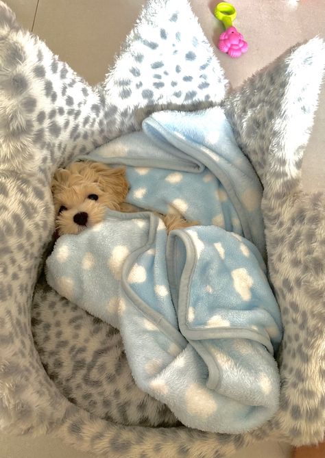 Puppy With Pigtails, Dog In Blanket, Pet Claims, Wrapped In Blanket, Puppies In Pajamas, Dogs Images, Cute Small Dogs, Dog Wrap, Cute Dogs Images