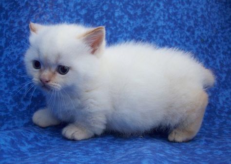 Gato Munchkin bebé blanco y esponjado Gato Munchkin, Gatos Cool, Munchkin Kitten, Rare Cat Breeds, Cat Allergies, Munchkin Cat, Cat Urine, Cat Spray, Cat Photo