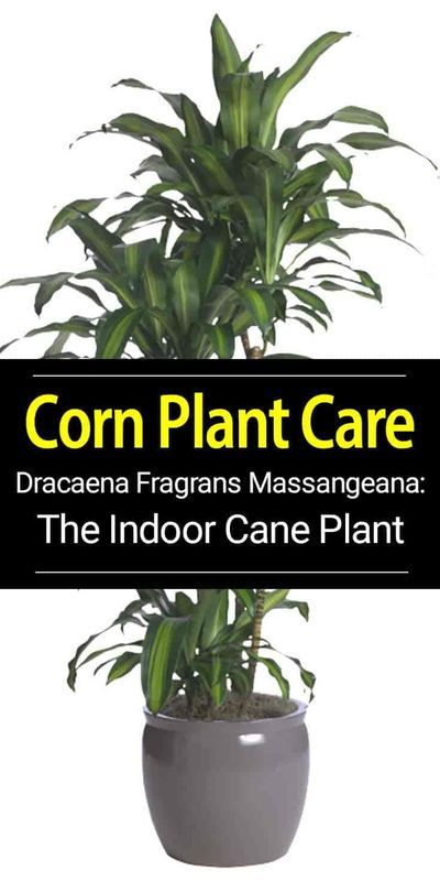 Dracaena fragrans known as “corn plant”, grown in many forms, usually multiple plants of staggered heights, hardy indoors when acclimated. Learn more on it's care... Corn Plant Dracaena, Corn Tree Plant, Corn Plants Indoor, Dracena Plant Care, Corn Plant Indoor Care, Corn Plant Care, Mass Cane Plant, Yucca Cane, Dracaena Massangeana