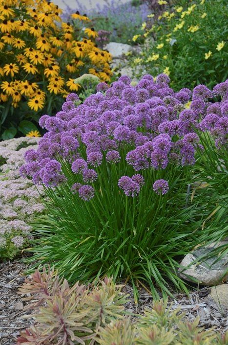 Stylish, long-lived, and easy to grow, alliums are unbeatable bulbs for the perennial border. Get care information and design tips for using alliums in your own garden. Ornamental Onion, Long Blooming Perennials, Purple Plants, Garden Shrubs, Perennial Garden, Flowers Perennials, Garden Cottage, Dream Garden, Garden Planning