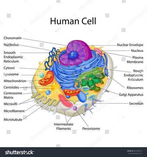 Education Chart of Biology for Classification of Animals Diagram. Vector illustration #Ad , #Sponsored, #Biology#Classification#Education#Chart Human Cell Diagram, Animal Cell Drawing, Education Chart, Human Cell, Biology Diagrams, Cell Diagram, Cells Project, A Level Biology, Basic Anatomy And Physiology