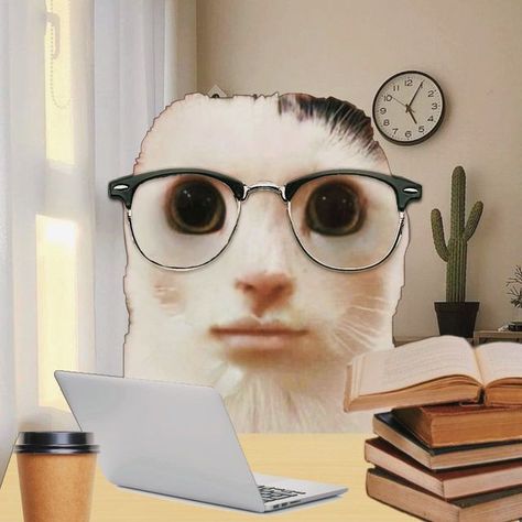 👁👁 on Instagram: "studious ah cat — admin note: due to finals, goofyahcat will have a short hiatus. wishing the best to any other students with exams 👍" Studious Cat, College Cat, Nerd Meme, Nerd Cat, Goofy Cat, Short Cat, Nerd Funny, Evil Cat, Ugly Cat