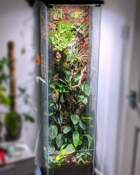 Detolf Ikea, Terrarium Cabinet, Big Terrarium, Ikea Terrarium, Tall Terrarium, Tall Aquarium, Ikea Fabrikor, Insect Terrarium, Vitrine Ikea