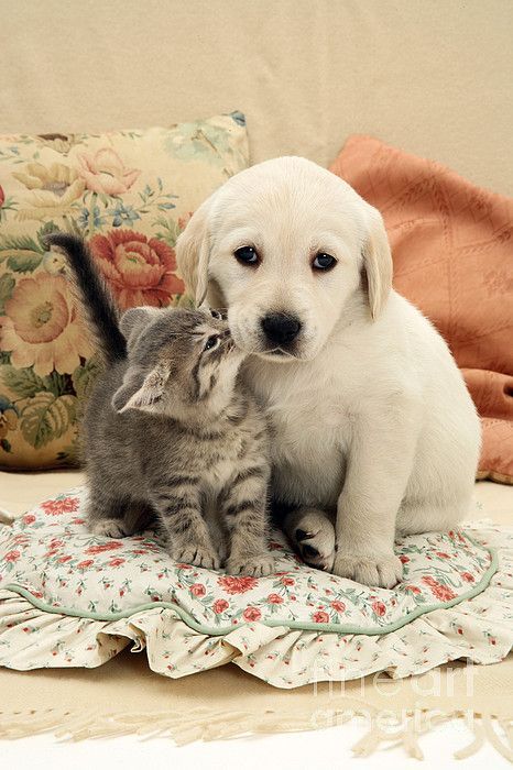 🐈standardpuppies🐕 on Twitter: "Good kisser 💋💋😍… " Puppy And Kitten, Good Kisser, Kittens And Puppies, Cute Kittens, Cute Cats And Dogs, Big Dogs, I Love Dogs, Cat Love, Guinea Pigs