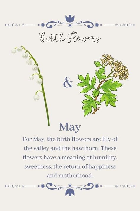 Lily Of Valley Meaning, May Birth Flower Lily Of The Valley, Lily Of The Valley Birth Flower, Hawthorne Flower Meaning, Hawthorne And Lily Of The Valley Flower Tattoo, Lily Of The Valley And Hawthorn, Birth Flower Meanings, Hawthorn And Lily Of The Valley Tattoo, Lily Meaning Flower