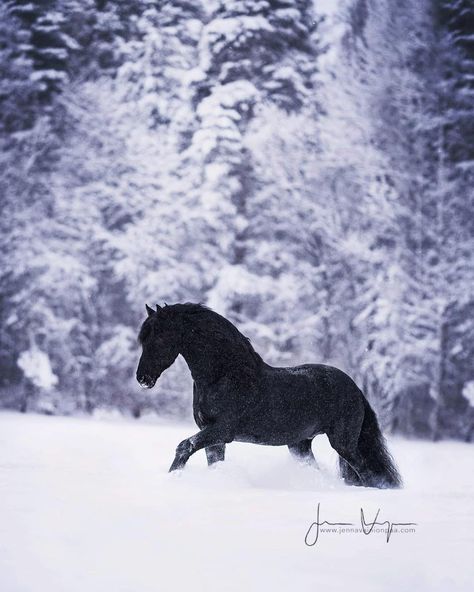 ▸ Lets keep my 2019’s feed be full with friesians, just for a little while longer 😍 This is Kris W, photographed during my trip to north… Horses In Snow, Bryer Horses, Friesian Horses, Beautiful Horses Photography, Winter Horse, Horse Anatomy, Horse Inspiration, Horse Dressage, Horse Wallpaper