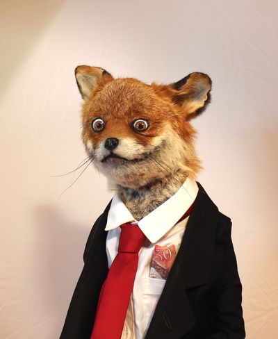 Taxidermy handsome fox Curst Photos, Cursed Taxidermy, Funny Fox Pictures, Taxidermy Fox, Fox Memes, Cotton Toys, Fox Pictures, Stone Fox, Pet Fox