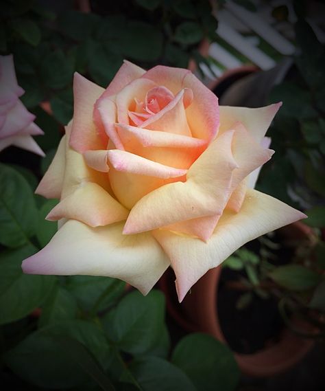 Peace Hybrid Tea Rose, Peace Roses, Peace Rose, Rose Seeds, Rose Photo, Rose Pictures, Growing Roses, Hybrid Tea Roses, Rose Photos