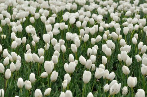 White Tulips Header Twitter, White Tulips Widget, White Flowers Field, White Tulips Field, White Tulips With Sunset, Tulips Field, Tulip Field, Tulip Fields, White Tulips