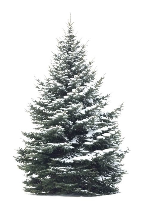 Christmas Tree Pics, Nature Documentary, Pine Tree Drawing, Pine Tree Painting, Christmas Tree Printable, Christmas Tree Pictures, Christmas Tree Background, Tree Sketches, Winter Scenery