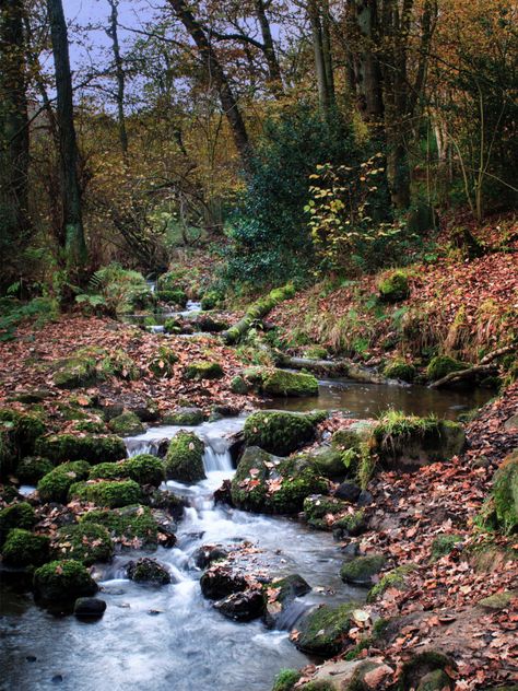 Woodland Stream, Ash Tree, Rowan Tree, Alice Book, Nature Tree, Nature Reserve, Art Inspiration, Water, Art