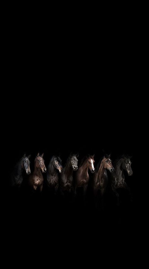 Horses Wallpaper Iphone, Black Horse Wallpaper Iphone, Horse Wallpaper Aesthetic, Wallpaper Horse Aesthetic, Wallpaper Horse, Aesthetic Horse, Horse Background, Horse Running, Wild Animals Photos