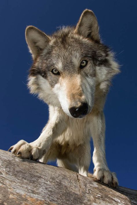 Our hand-raised, socialized animals serve as ambassadors for their wild relatives. We hope that, by learning more about and becoming interested in our captive wolves, visitors to Wolf Park will bec... Wolf Photos, Gray Wolf, Wolf Spirit Animal, Wolf Love, Wild Wolf, Wolf Pictures, Beautiful Wolves, Wild Dogs, A Wolf