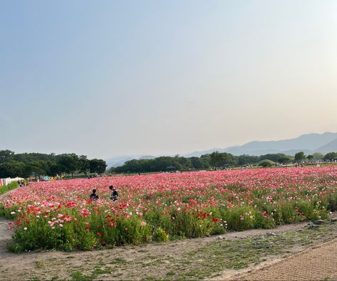 South korea,Gwangju, country view,views,sunset,flowers, flower field, family,travel,Korea,studyabroad,Summer Gwangju South Korea, Views Sunset, Travel Korea, Country View, Sunset Flowers, Travel Log, Countries To Visit, Korea Travel, Gwangju