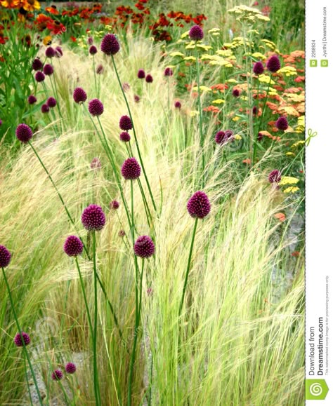 Wild Flowers - Download From Over 36 Million High Quality Stock Photos, Images, Vectors. Sign up for FREE today. Image: 2268934 Prairie Garden, Gravel Garden, Grasses Garden, Drought Tolerant Plants, Plant Combinations, Ornamental Grasses, Garden Cottage, Types Of Flowers, The Grass