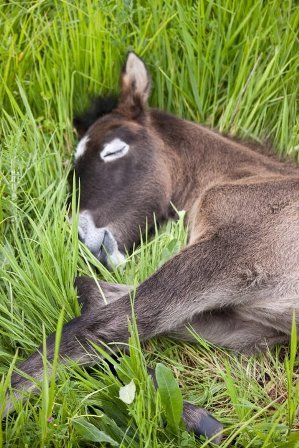 A Donkey, Baby Horses, Donkeys, Pretty Horses, Horse Pictures, Horse Love, Red Rock, The Grass, Zebras