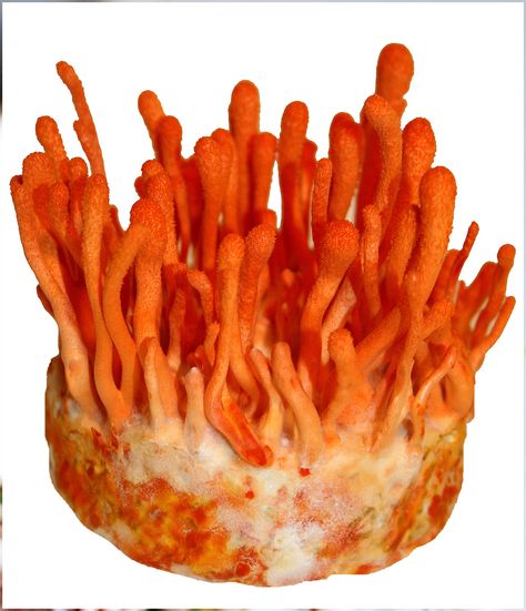 Root Mushroom Farm- Mushroom Growing Kits -Cordyceps Militaris Mushroom Farm, Farming Ideas, Chicken Of The Woods, Mushroom Kits, Mushroom Grow Kit, Mushroom Growing, Growing Bulbs, Wild Harvest, Grow Kit