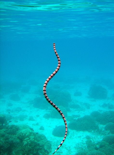 Sea Snake Best Scenery, Sea Snake, Life Under The Sea, Underwater Animals, Reference Pics, Life Aquatic, Year Of The Snake, Underwater Creatures, Underwater Life