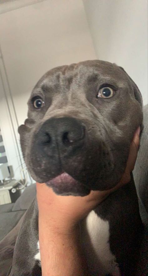 baby
staffy
bluestaffy
puppy 
dog
dogs
animal
cute
cutie
babydog
pitbull
americanstafford
americanstaffordshire
photography 
lazy Pitbull Fake Story, Grey Pitbull, Fake Account, Pitbull Pictures, Snap Friends, Dog Icon, American Bully, Cute Poses For Pictures