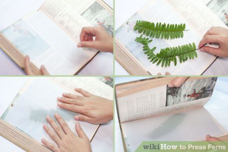 how to press and preserve fern leaves Pressing Leaves, Leaves Diy, Pressed Leaves, Fern Leaves, Cozy Cabin, Air Plants, Fun Easy, Fern, Decorating Your Home