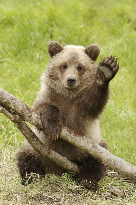 Chengdu, Grizzly Bear Cub, Regnul Animal, Cele Mai Drăguțe Animale, Baby Panda, Bear Cubs, Grizzly Bear, Sweet Animals, Animal Planet