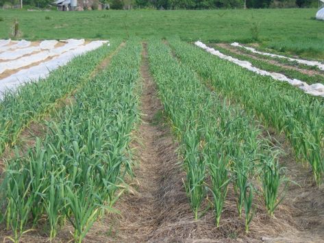 Garlic scapes! Three weeks to bulb harvest! – Sustainable Market Farming Garlic Planting, Garlic Farm, Allium Sativum, Hardneck Garlic, Grow Garlic, Blueberry Farm, Garlic Scapes, Growing Garlic, Homesteading Skills