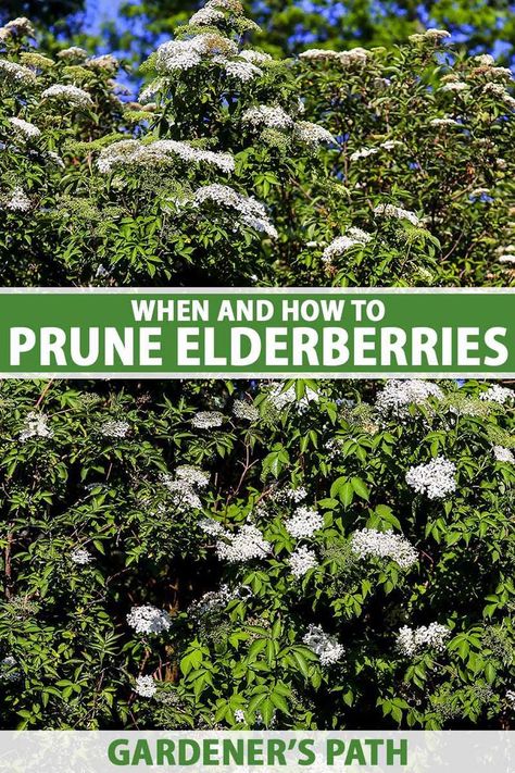 Fruit Guild, Elderberry Cuttings, Elderberry Shrub, Garden Core, Garden Reference, Elderberry Tree, Elderflower Recipes, Backyard Orchard, Bee Yard