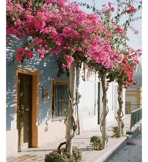 Bouganvilla Bougainvillea Trellis, Bougainvillea, Garden Inspiration, Secret Garden, Beautiful Gardens, Garden Landscaping, Front Yard, Pink Flowers, Planting Flowers