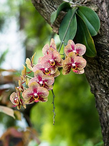 Orchid growing on the tree....nature Nature, Garden Design, Plants, Design, Orchid Growing, The Tree, Orchids