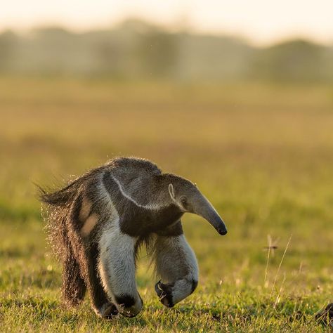 Giant Anteater, Animals In The Wild, Magical Animals, Animal References, Animals Pictures, Unusual Animals, About Animals, Rare Animals, Pretty Animals