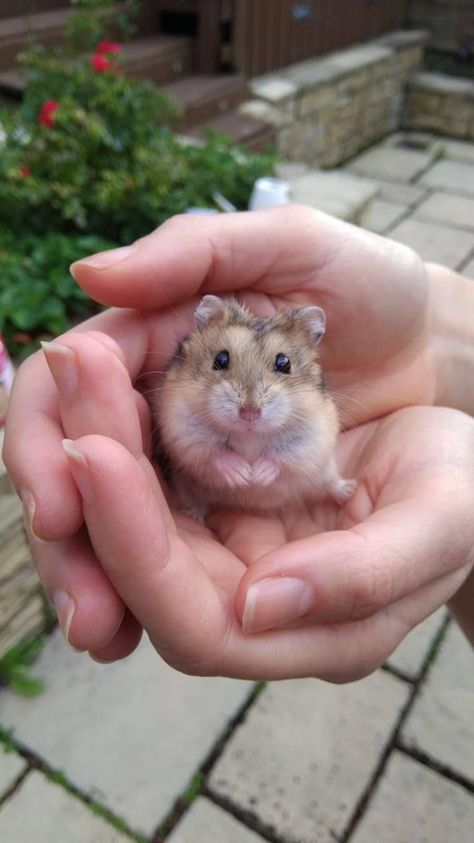 Hamster Pics, Regnul Animal, Baby Hamster, Funny Hamsters, Cute Small Animals, Cute Rats, Cute Hamsters, Pet Rats, Pretty Animals