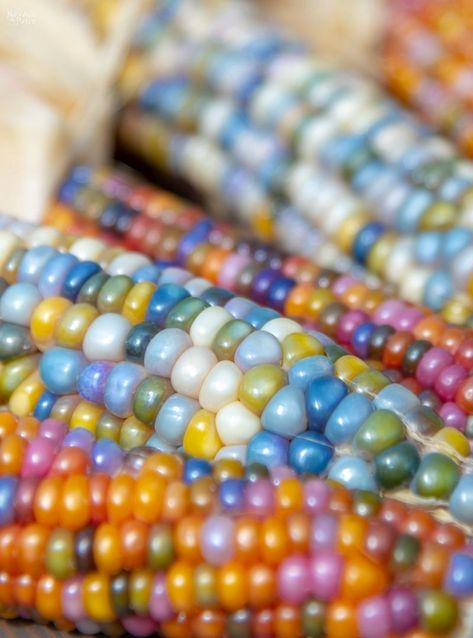 Nature, Madilyn Mei, Gem Corn, Colored Corn, Rainbow Corn, Corn Decor, Popcorn Seeds, Glass Gem Corn, The Navage Patch