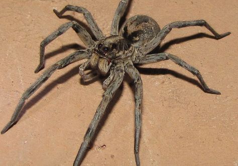 Silver-haired Carolina Wolf Spider - It's the size of a person's hand! How would you like to wake-up and have that on your pillow? Common Spiders, Spider Pictures, Wolf Spider, Creepy Crawlies, Arthropods, Arachnids, Reptiles And Amphibians, Spiders, Writing Inspiration