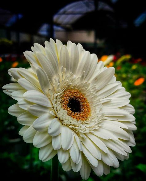 African Daisy Flower, Transvaal Daisy, African Daisy, Favourite Flowers, Sunflower Garden, Flower Photography, Flower Field, Daisy Flower, Flowers Photography