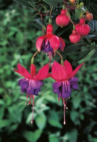 Fuchsia "Winston Churchill" Fuchsia Plant, Bonsai Seeds, Seed Pots, Fuchsia Flower, Fuchsia Flowers, Elegant Flowers, Mulch, Summer Garden, Flower Seeds