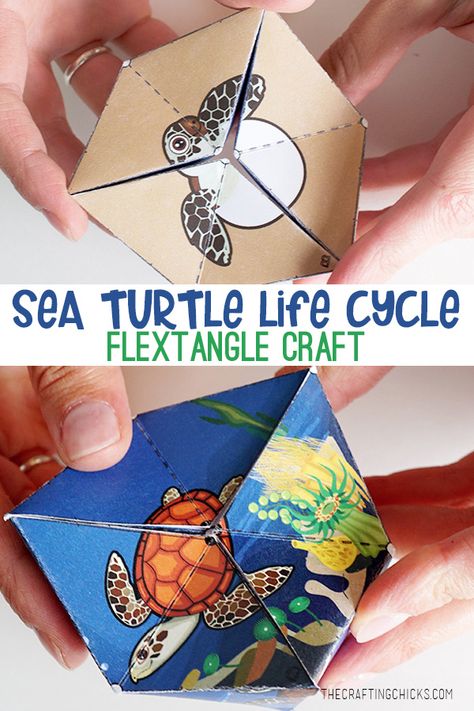 Sea Turtle Life Cycle Flextangle Craft Printable | A fun and educational printable kids craft. #lifecycle #science #printable #kidcraft How To Make A Turtle Crafts, Diy Sea Turtle Crafts, Life Cycle Project, Sea Turtle Craft, Sea Turtle Life Cycle, Turtle Life Cycle, Turtle Activities, Turtle Craft, Turtle Theme