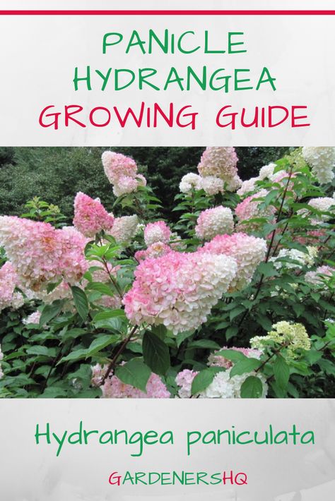 Learn How to Grow Panicle Hydrangea Plants in your Garden Panicle Hydrangea Care, Pruning Panicle Hydrangea, Panicle Hydrangea Landscaping, Pinnacle Hydrangea, Peegee Hydrangeas, Hydrangea Types, Hydrangea Trees, Grow Hydrangea, Hydrangea Plant Care