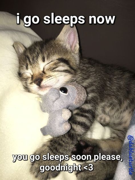 Chaotic Pics, Meme Chat, Funny Looking Cats, Silly Cats Pictures, Cute Cats Photos, Funny Cats And Dogs, Funny Animal Jokes, Silly Animals, Cat Sleeping