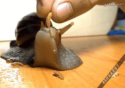 I finally know where the snail's mouth! Giant Snail, Pet Snails, Creepy Crawlies, 귀여운 동물, Animal Gifs, Beautiful Creatures, Funny Cute, Animals Beautiful, Animals And Pets