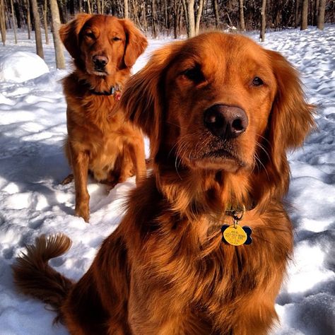 red heads :). I am more of a cat person but these golden retrievers are just beautiful and this breed along with Labrador retrievers are wonderful with children Red Retriever, Chien Golden Retriever, Golden Retriever Mix, Red Heads, Labrador Retriever Puppies, Spaniel Puppies, Golden Retriever Puppy, Retriever Puppy, Dogs Golden Retriever