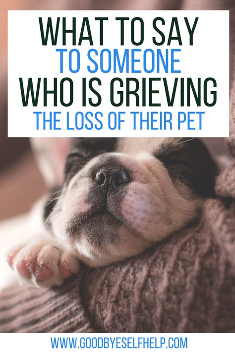 When You Lose A Pet Cat, Loss Of A Cat Card, Lost Of A Dog Quote, Sympathy For Dog Loss, Dog Dies Sympathy Pet Loss, Losing Your Pet Quotes Dogs, Sympathy Loss Of Dog, When You Lose Your Dog, What To Say When A Pet Dies Dogs