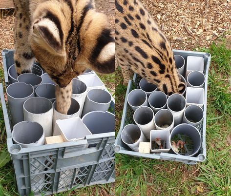 This! For everyone! Pvc Feeder, Pet Food Store, Enrichment Projects, Zoo Toys, Serval Cats, Cat Patio, Wild Animals Photos, Diy Cat Toys, Small Food