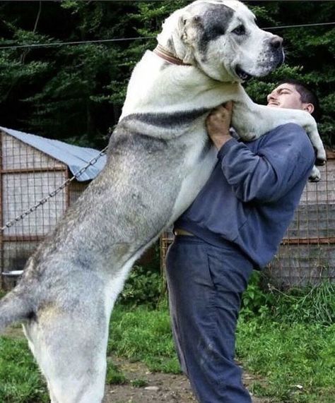 Meet the giant Alabai dog - 9GAG Asian Dog Breeds, Alabay Dog, Massive Dog, Alabai Dog, Asian Shepherd Dog, American Stafford, Massive Dogs, Central Asian Shepherd, Kangal Dog