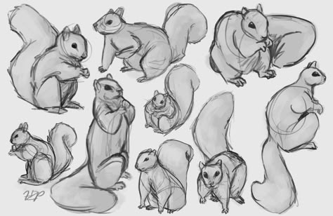 Squirrel Sketch Easy, Squirrel Drawing Reference, Squirrel Drawing Simple, Squrriel Cute Art, How To Draw Squirrels, How To Draw A Squirrel, Cartoon Squirrel Drawing, Squirrel Fursona, Cute Squirrel Drawing