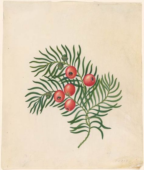 England Watercolor, Yew Tree, Tribute Tattoos, Morgan Library, Botanical Illustration Vintage, Fish Drawings, Flower Printable, Tree Tattoo, Botanical Drawings