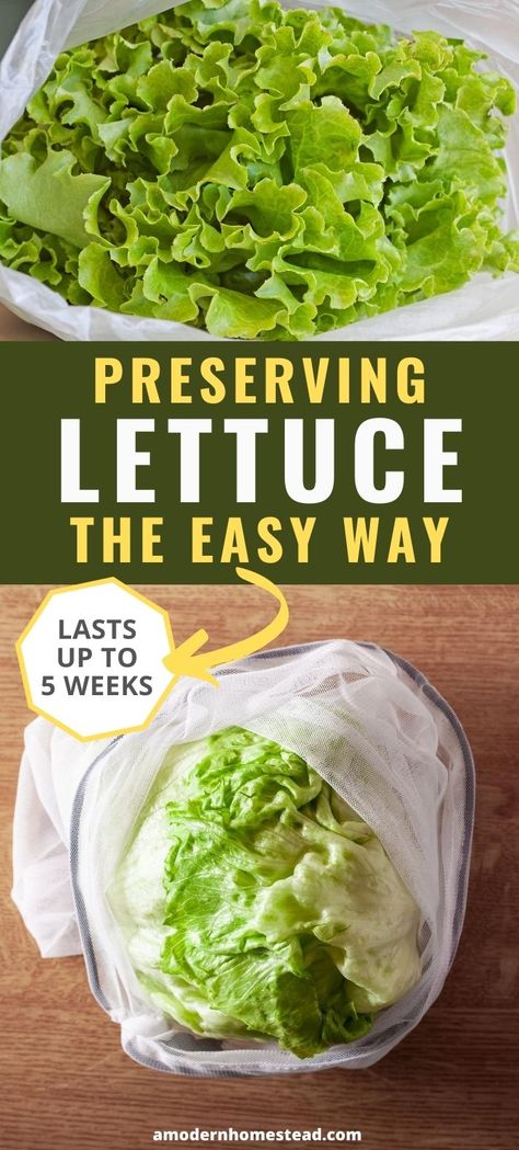 Salads Lettuce, Romaine Lettuce Recipe, Storing Lettuce, Lettuce Salad Recipes, Lettuce Recipes, Wilted Lettuce, Eating Fresh, Lettuce Wrap Recipes, Fruit And Vegetable Storage