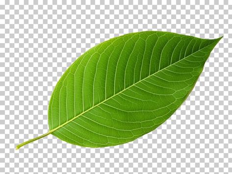 Leaves Png, Green Leaf, Leaf Png, Avocado Leaves, Leaf Clipart, Leaf Nature, Business Card Maker, Card Banner, Stationery Templates