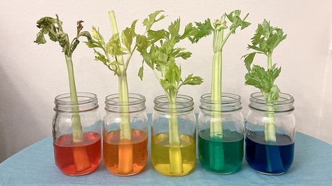 This simple celery food coloring experiment allows you and your child to learn about capillary action and the circulatory system. Celery Science Experiment For Kids, Celery And Food Coloring Experiment, Food Coloring Science Experiments, Oil And Food Coloring Experiment, Food Coloring Experiment, Water Wall Diy, Best Science Experiments, Steam Experiments, Easy Science Experiments For Kids